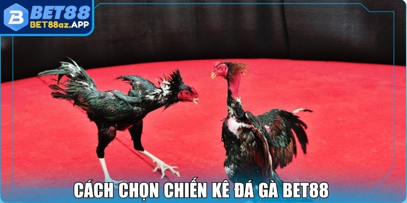 Cách chọn chiến kê đá gà Bet88 để tăng tỷ lệ thắng