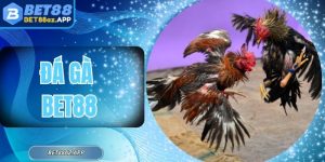 Đá Gà Bet88 - Trực Tiếp Các Trận Đấu Hấp Dẫn Nhất 2025